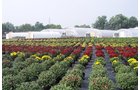 Property photo 2 - Complete Greenhouse Inventory Liquidation, 2 Dates, October 23 & 26 Plus 14 Acres